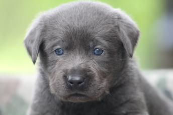 Gray labs best sale with blue eyes